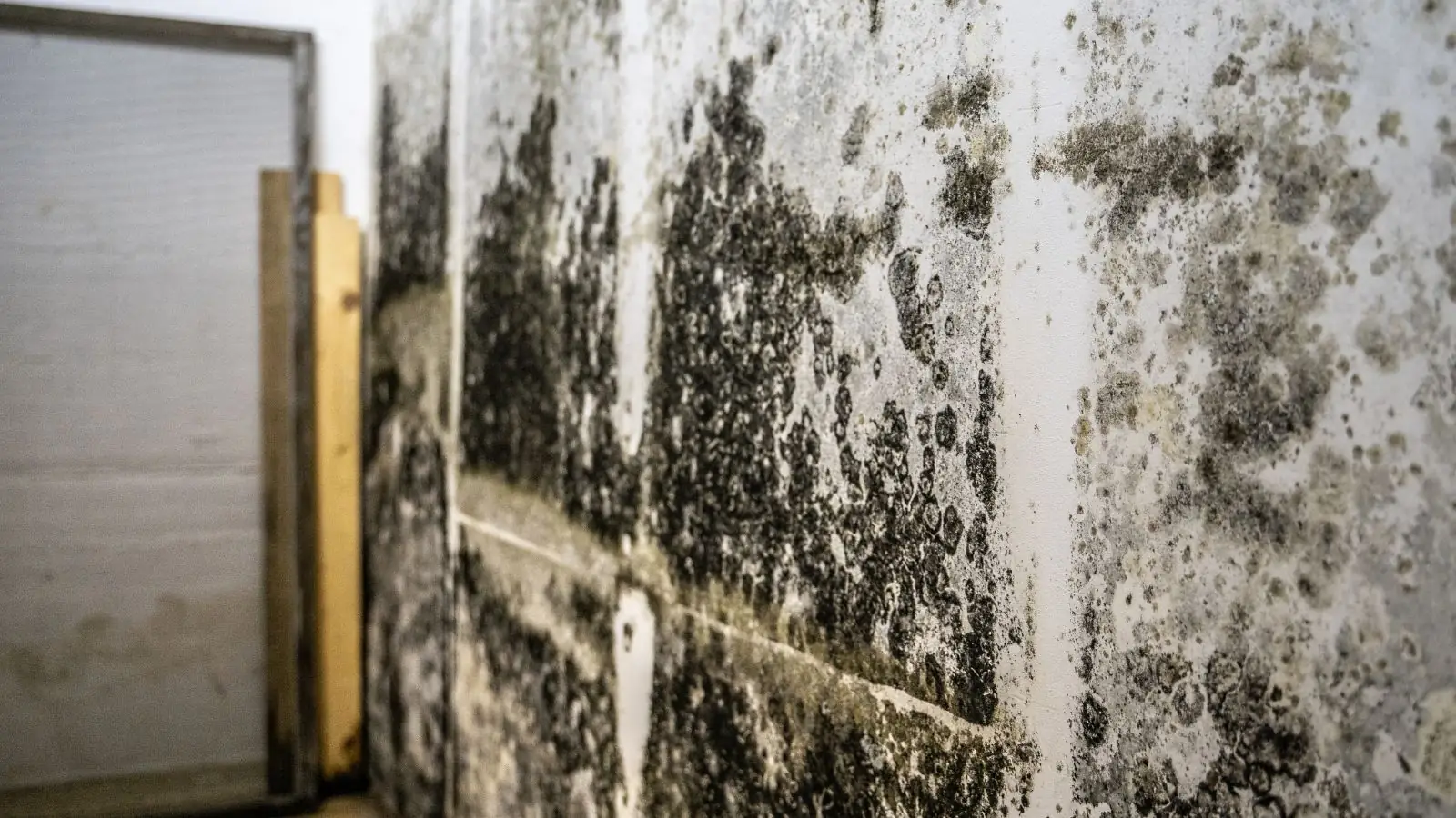 Dark mold growth across a wall next to wooden framing