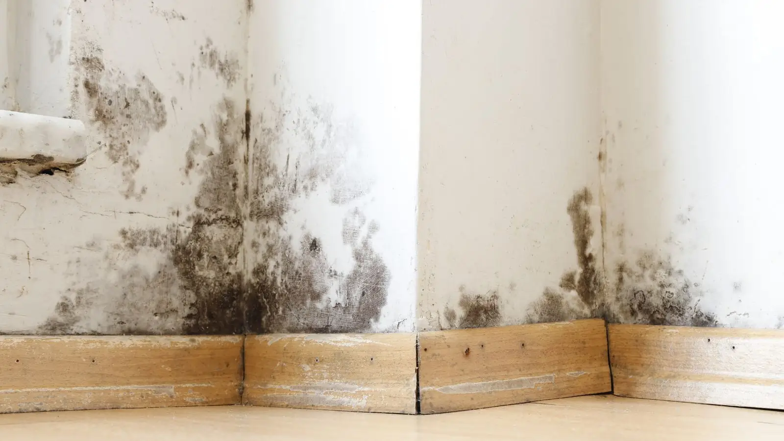 Inspector wearing a mask and gloves examining a mold-stained wall